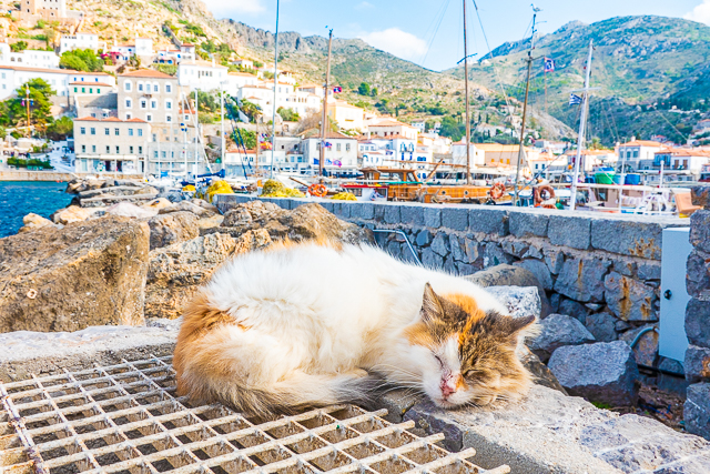 Cats of Greece - cats are commonplace in Greece. They are well taken care of by the community and very friendly. You can even pet them if you wish! Here are some of the cats we found in Poros, Epidavros, Náfplio, and Hydra. #cats #travel #greece #europe Cats of Greece - cats are commonplace in Greece. They are well taken care of by the community and very friendly. You can even pet them if you wish! Here are some of the cats we found in Poros, Epidavros, Náfplio, and Hydra. #cats #travel #greece #europe