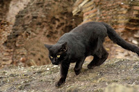 Panzer the cat