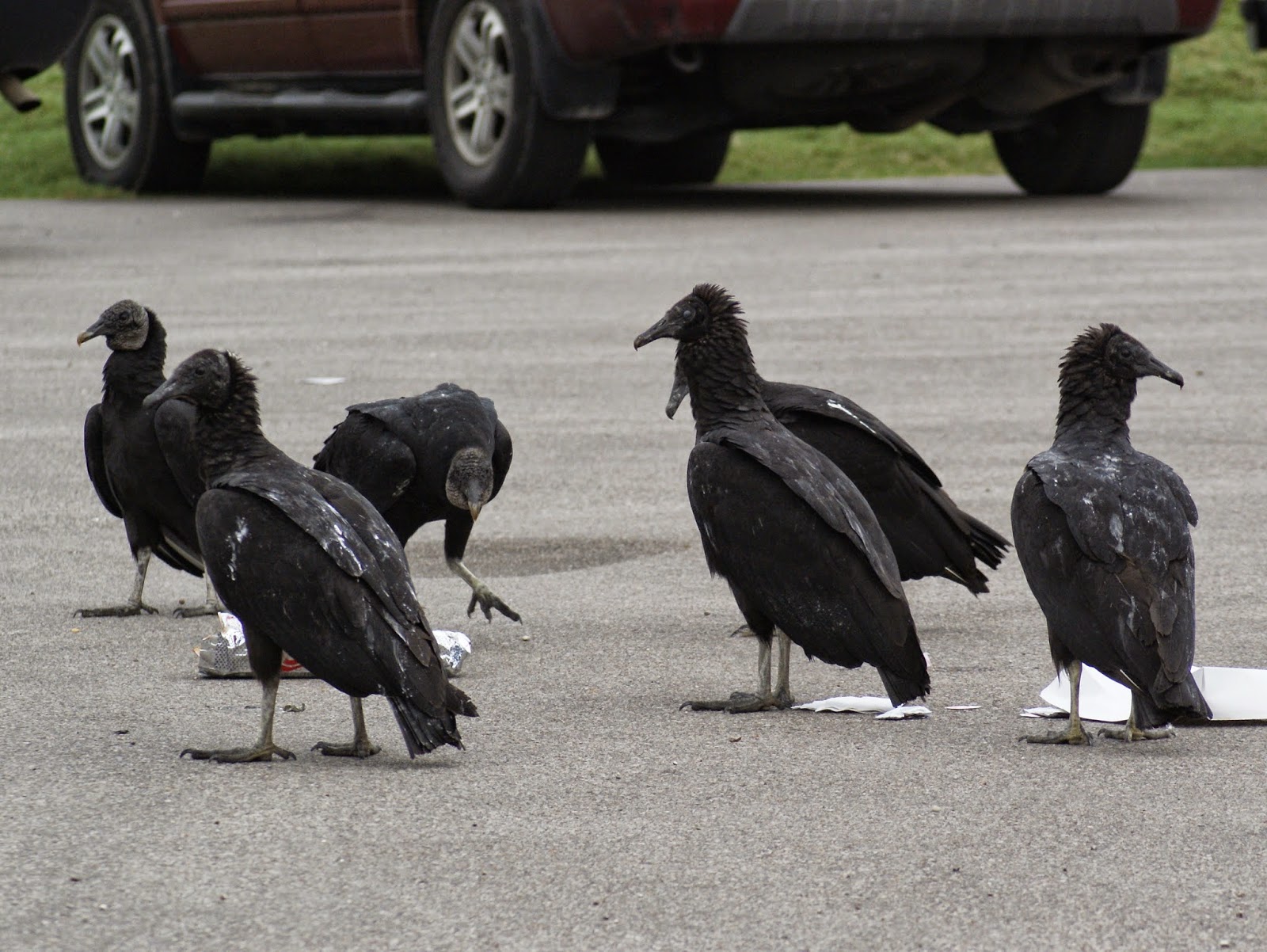 SE Texas Birding & Wildlife Watching Black Vultures