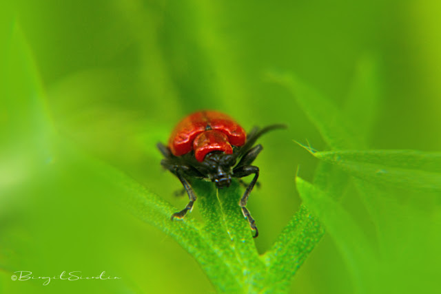 Scharlachrote Feuerkäfer