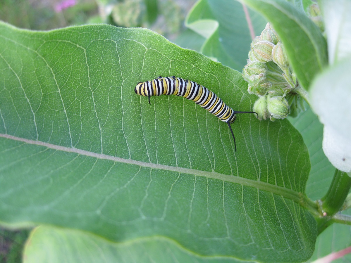 Plants and Stones First Monarch Caterpillar