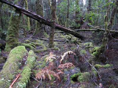 Bosque junto al río Franklin, Tasmania Bosque junto al río Franklin, Tasmania