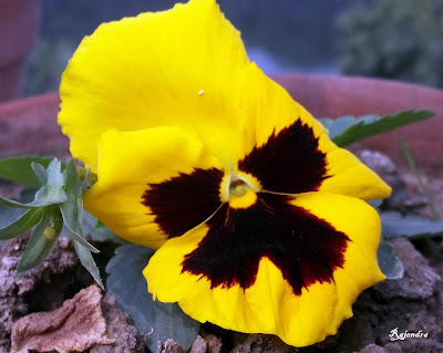 Pansy