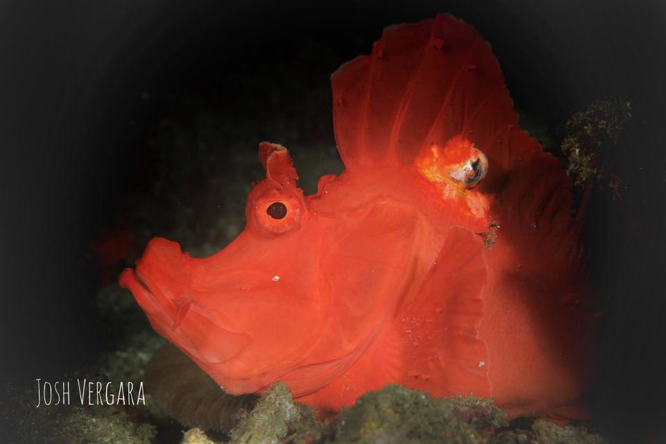 finding rhinopias in anilao