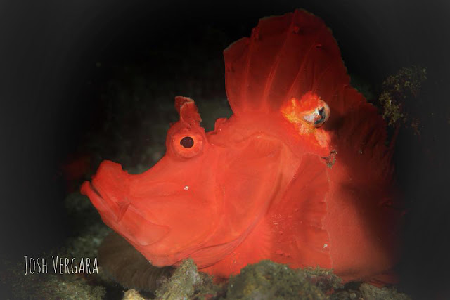 Scuba Diving, Underwater Photography, Philippines, Anilao, Diving, Anilao