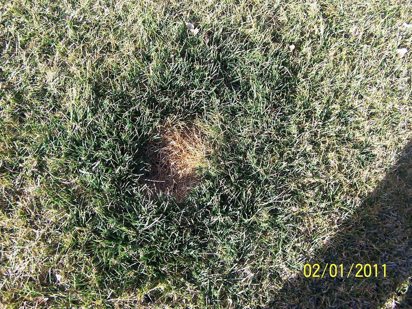 Xtremehorticulture of the Desert Small Dark Green Circles on Lawn