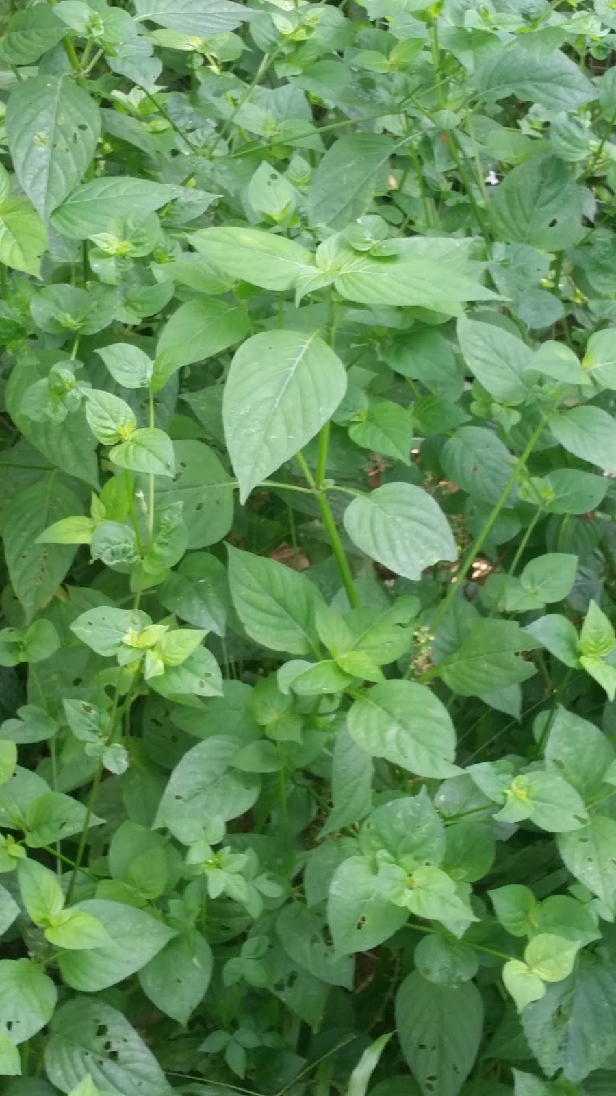 Israel rumput Indigenous treasure