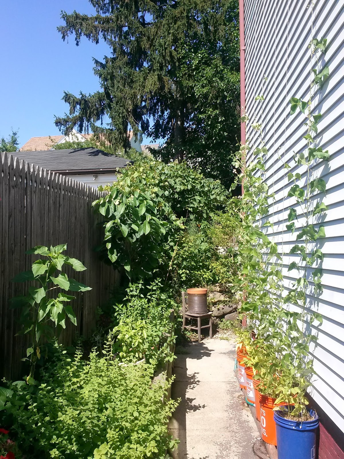 Reforestation Awareness Backyard Food Forests