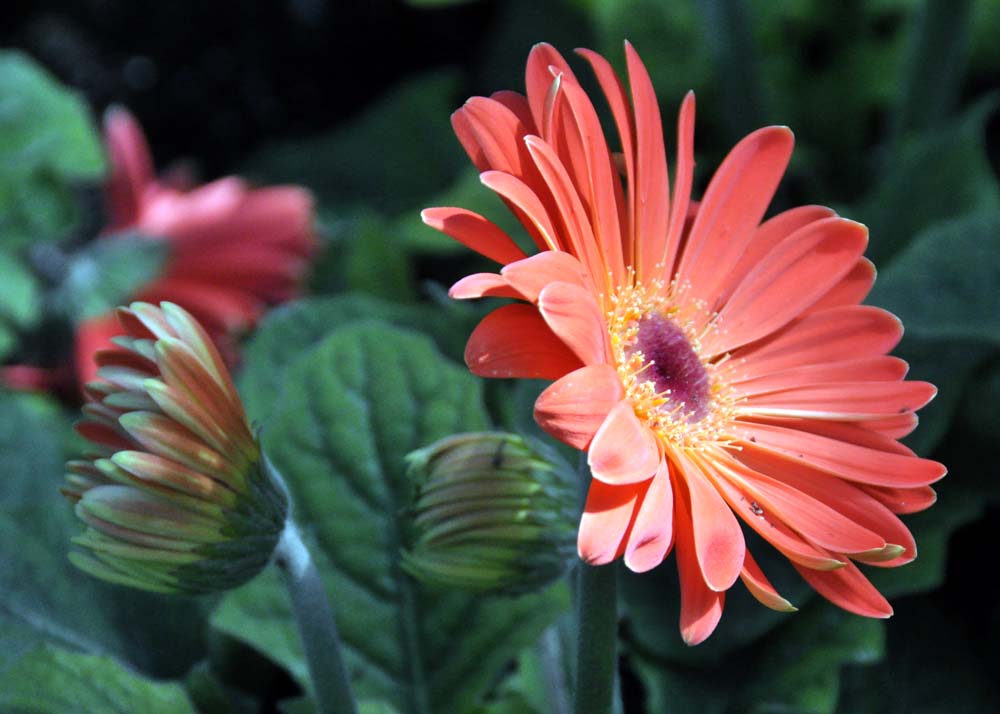 Toronto Grand Prix Tourist A Toronto Blog Toronto Flower Market A