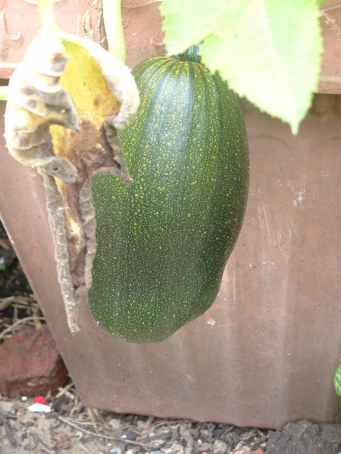 Close up of an elongated green pumpkin, growing in a planter