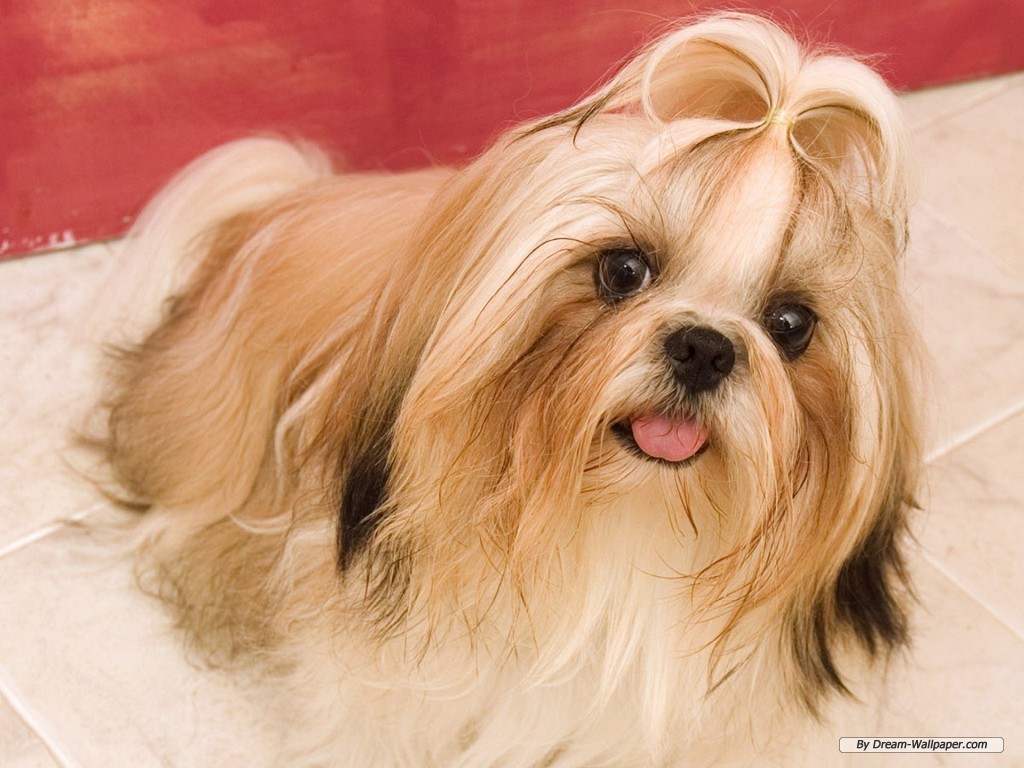 Animals Best Wallpapers: Dogs Wallpaper