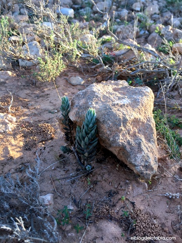 Sedum sediforme