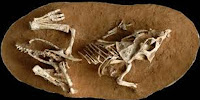 http://www.indialivetoday.com/teeth-dinosaur-fossil-indicate-eggs-took-long-time-hatch/91036.html