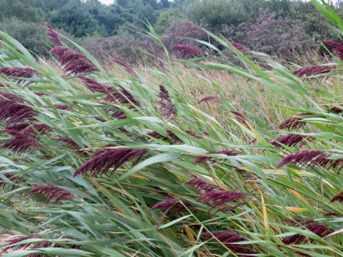 barnyard grass