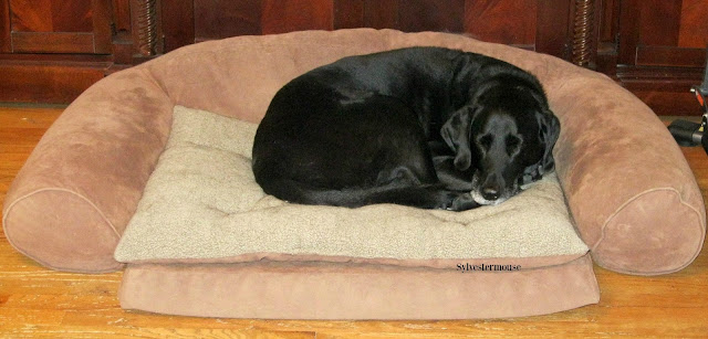 Recommended dog bed for large breed dogs.  This ortho sleeper dog couch bed is durable, comfortable, and the cover is washable.  