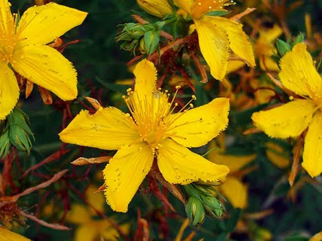 Flowers of St. John's Wort Flowers of St. John's Wort
