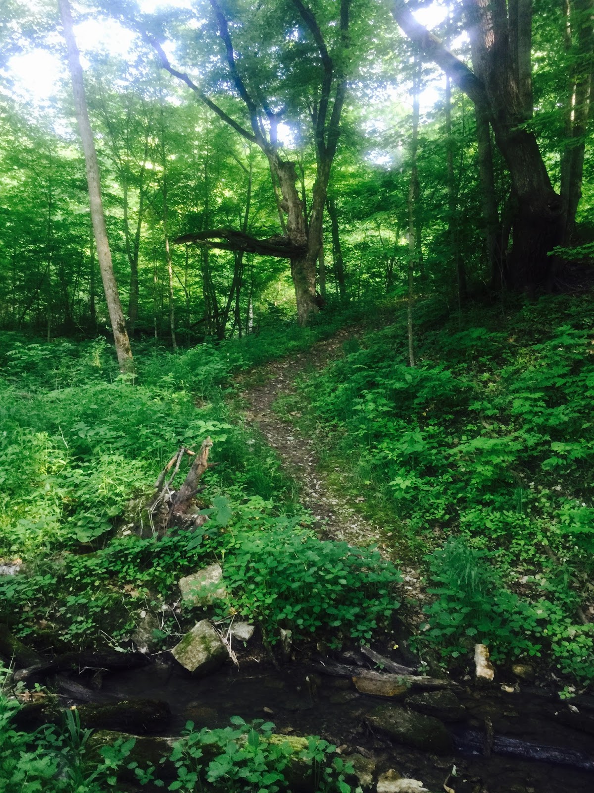 Wilderness Midwest Hiking the Lost Creek Trail, Fillmore County, MN
