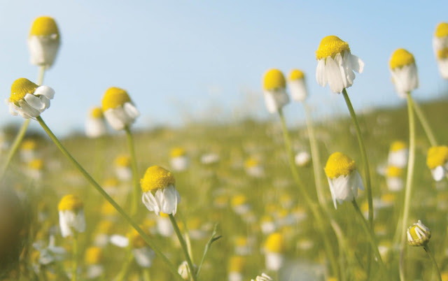 Chamomile Effects Chamomile Effects