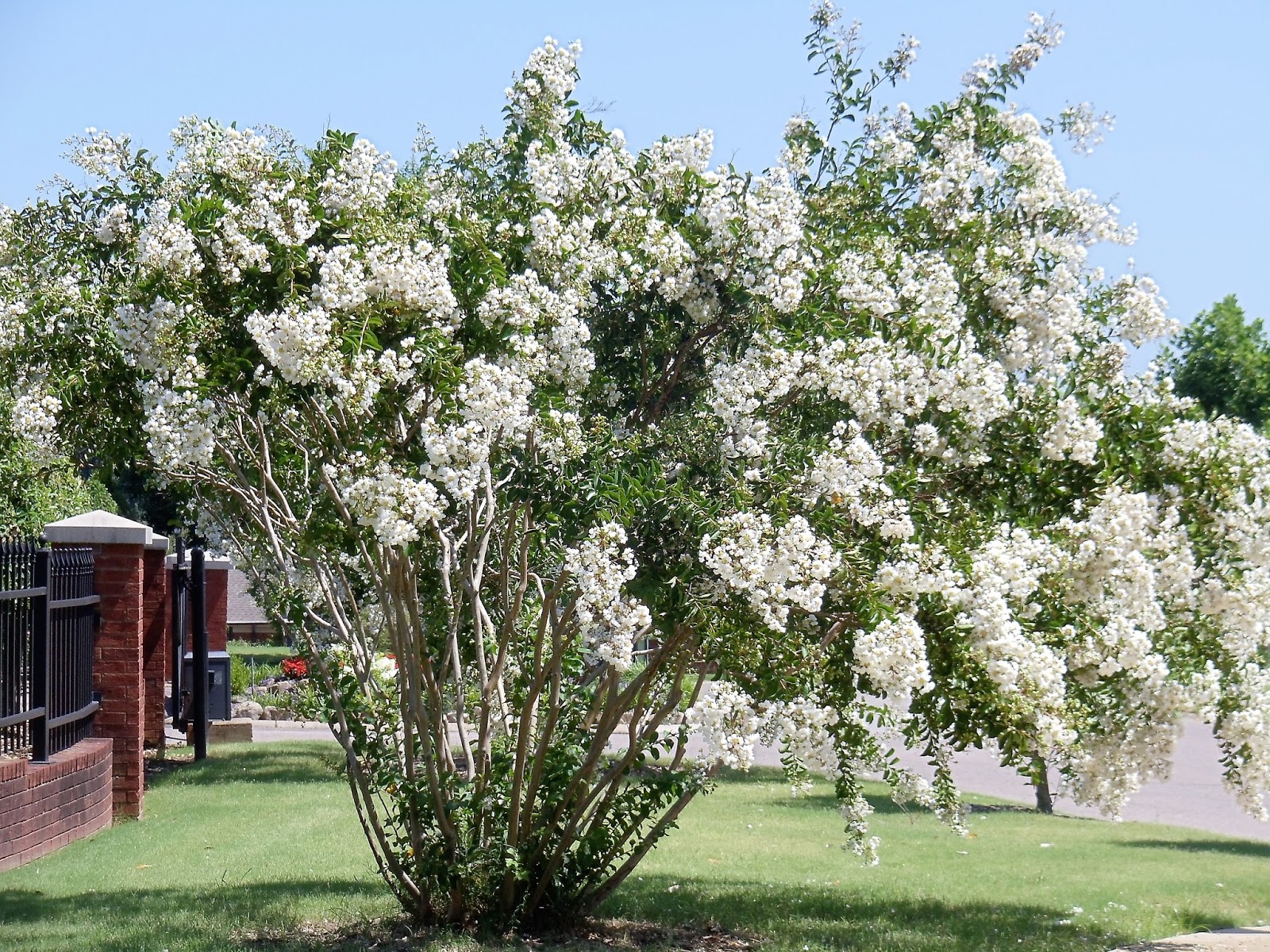 The Smith's Bennie and Patsy: Crape Myrtle Trees