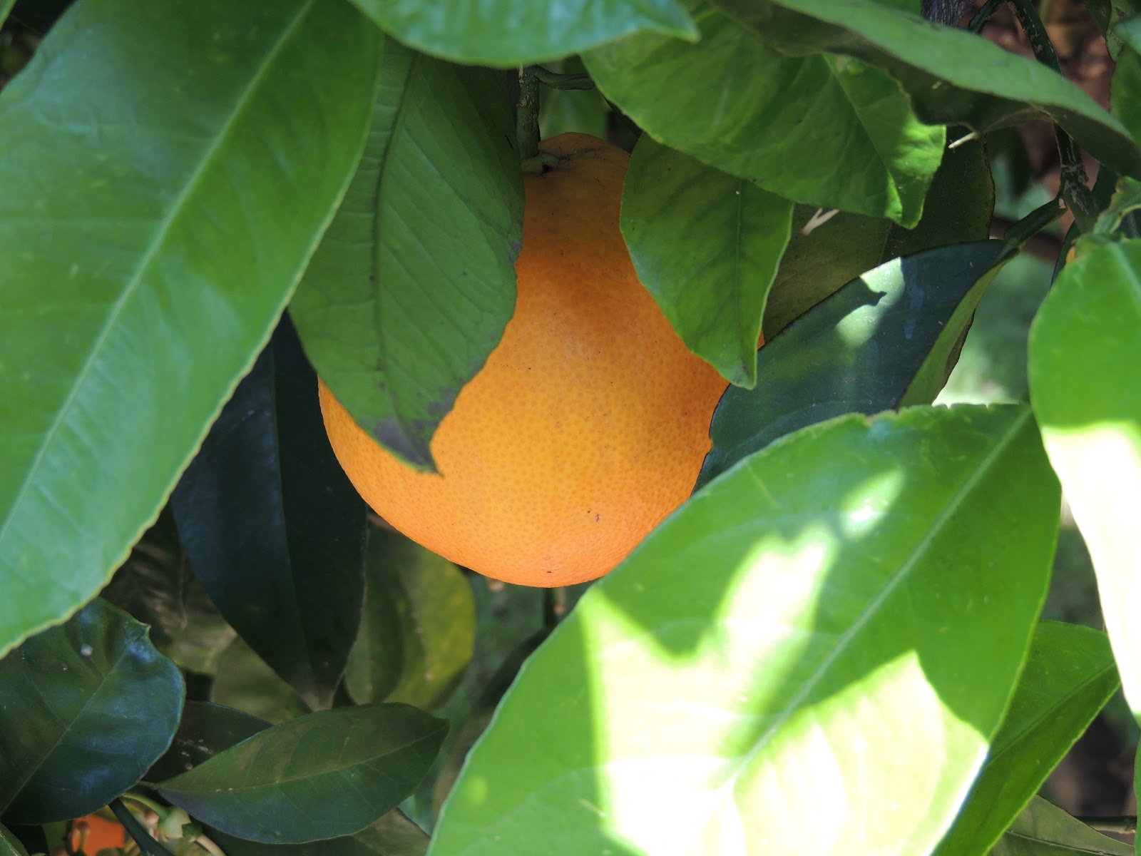 Adelaide Unearthed Growing your own