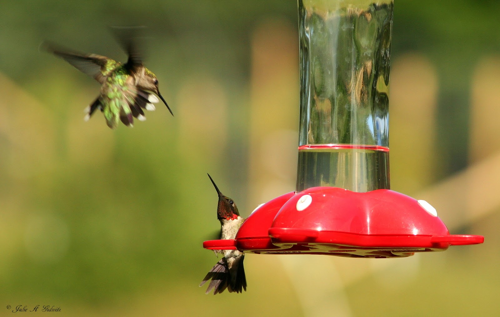 Birding Is Fun!: Hummingbird Delight