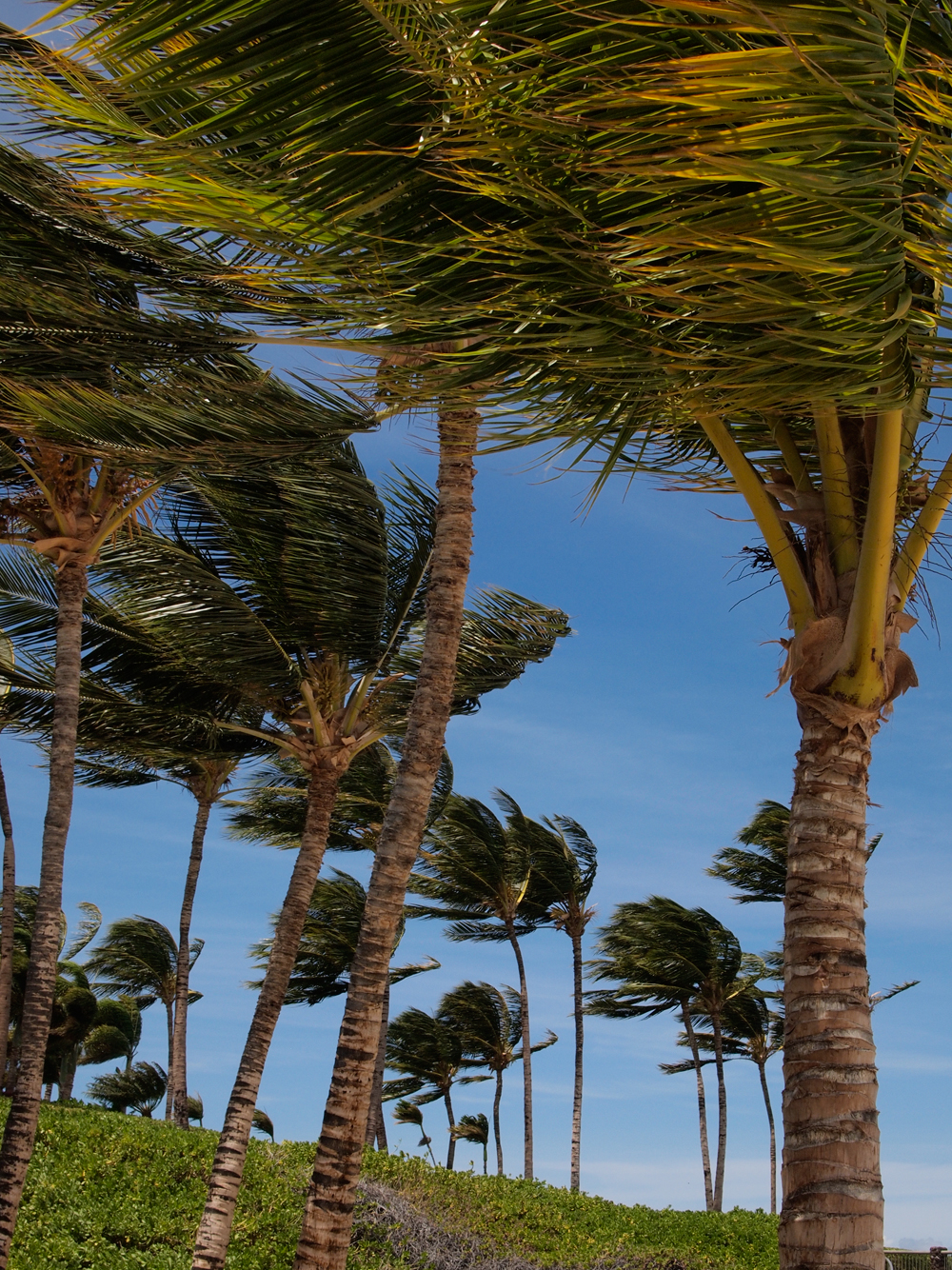 the mikereport Palm Trees in Wind