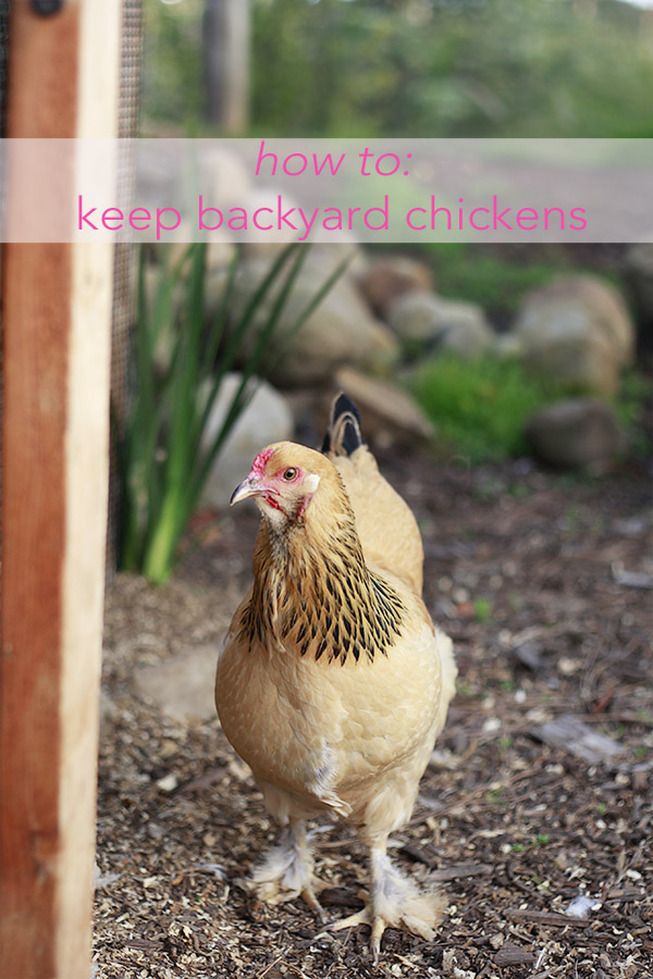 All about raising chickens and eggs  Yummy Mummy Kitchen 