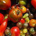 La tomate fruit ou légume : les bienfaits de la tomate