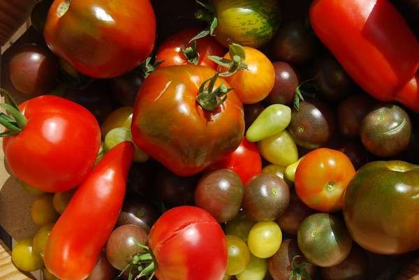 La tomate fruit ou légume : les bienfaits de la tomate