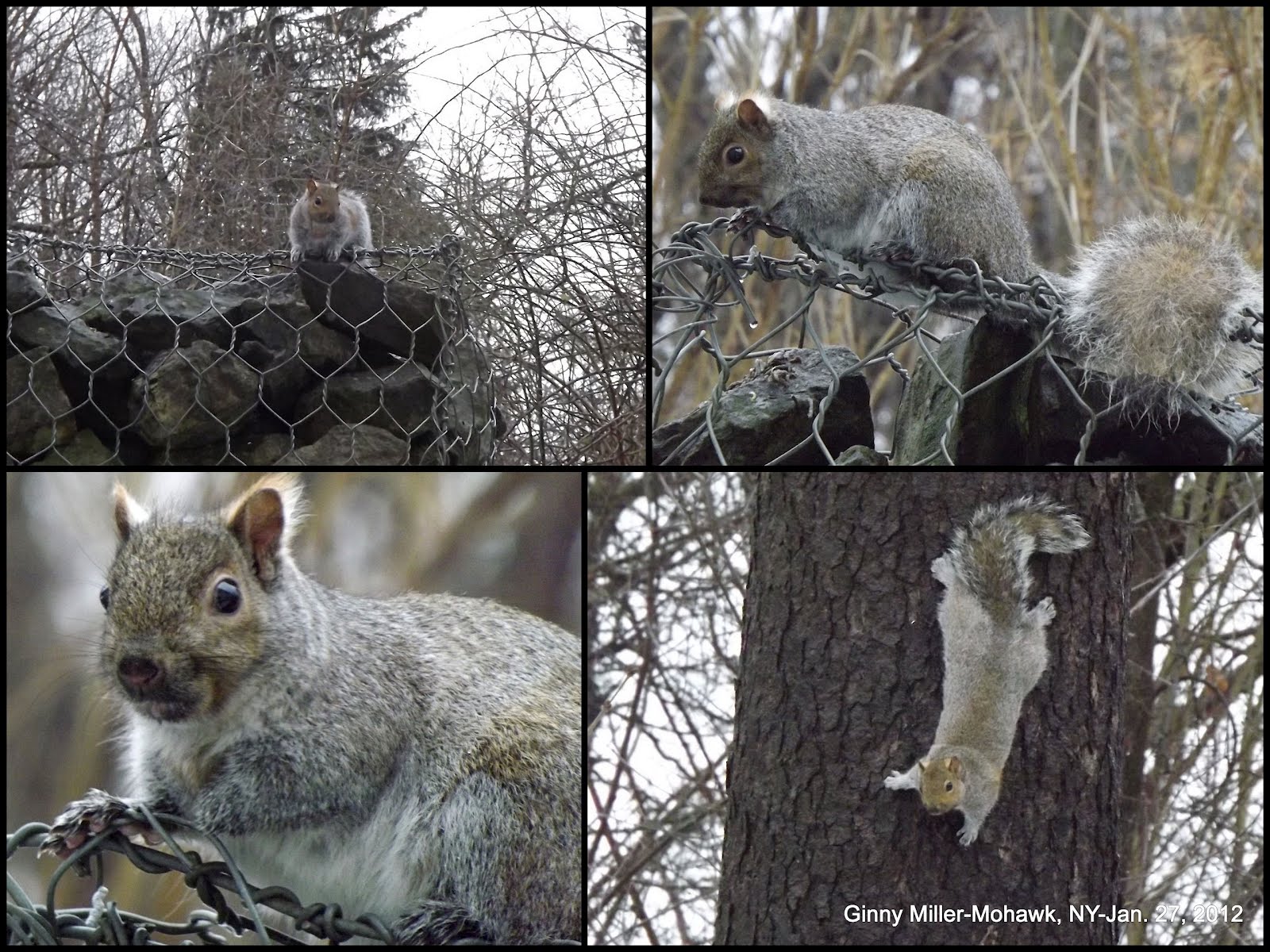 Photography By Ginny A Few Squirrels And Birds From January 27, 2012