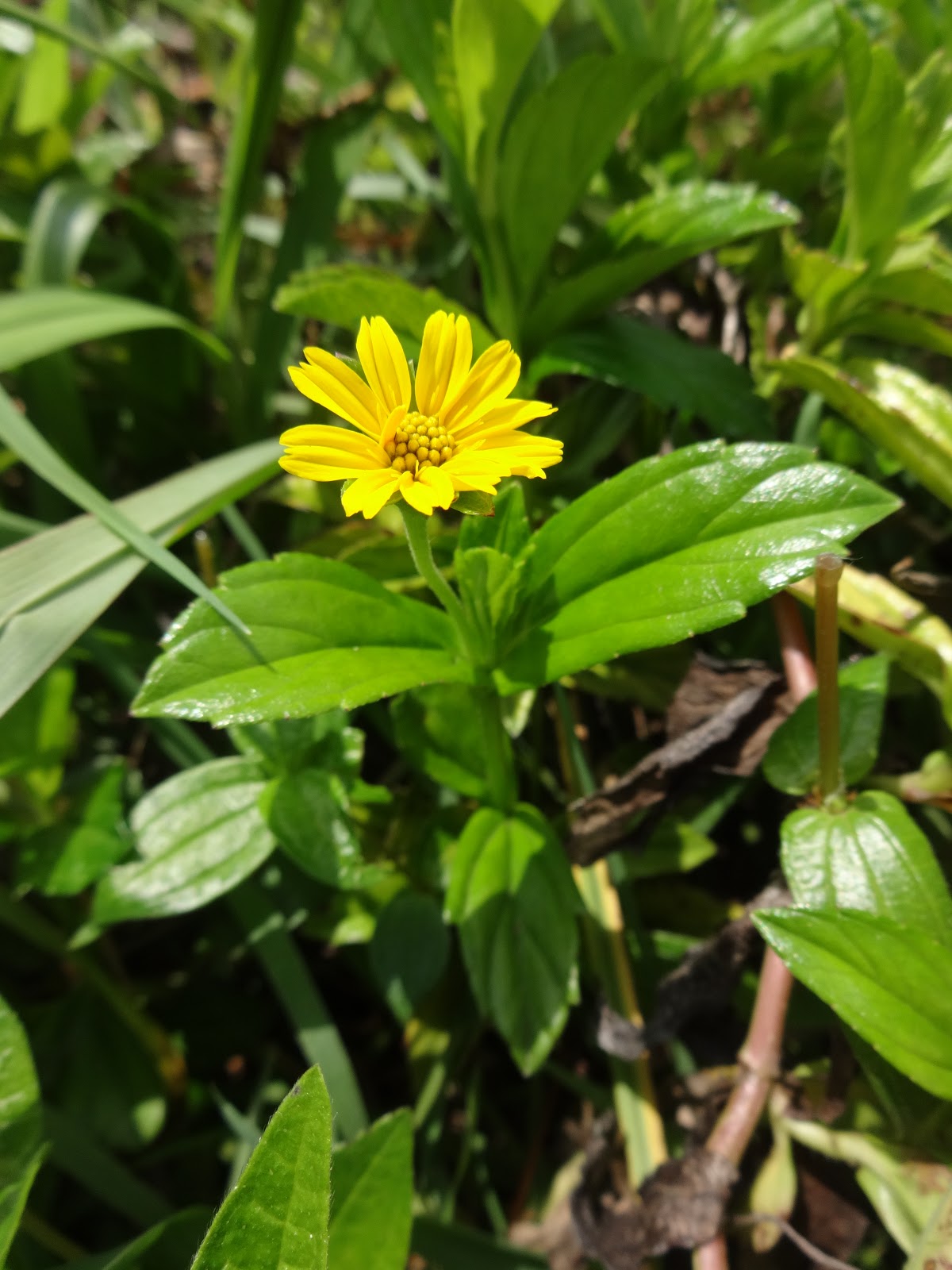 Herbs from Distant Lands Wedelia Wedelia chinensis