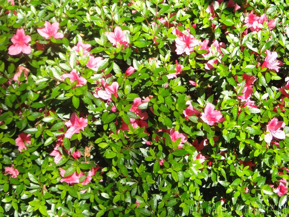Green bush with bright pink flowers