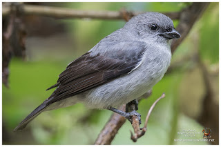 Plain-colored Tanager (Tangara inornata)