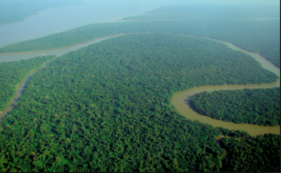 Fakta Menarik Seputar Hutan Amazon