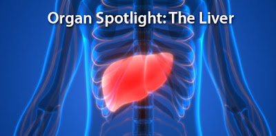 Organ Spotlight: The Liver The liver is the most active organ in the human body, filtering toxins and much more.