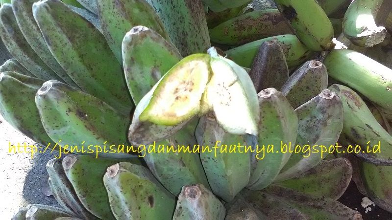 Pisang Kepok Merah Buahnya Merah Atau Kuning Pisang Kepok Merah Buahnya Merah Atau Kuning - Tips Membeli Pisang Kepok Merah Agar Tidak Keliru Dengan Pisang Kepok Putih