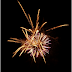 Feux d'artice