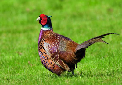 Pheasant - Animals That Start With P Pheasant - Animals That Start With P