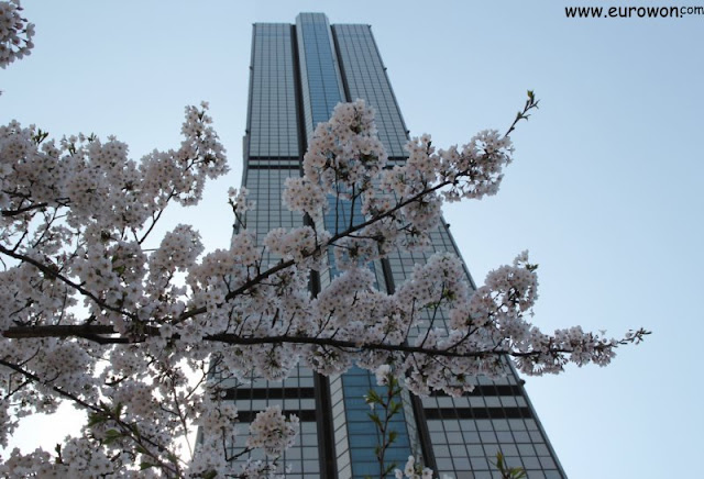 Cerezos florecidos delante del Edificio 63 de Seúl