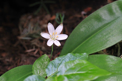 Clintonia uniflora (Queen-Cup)
