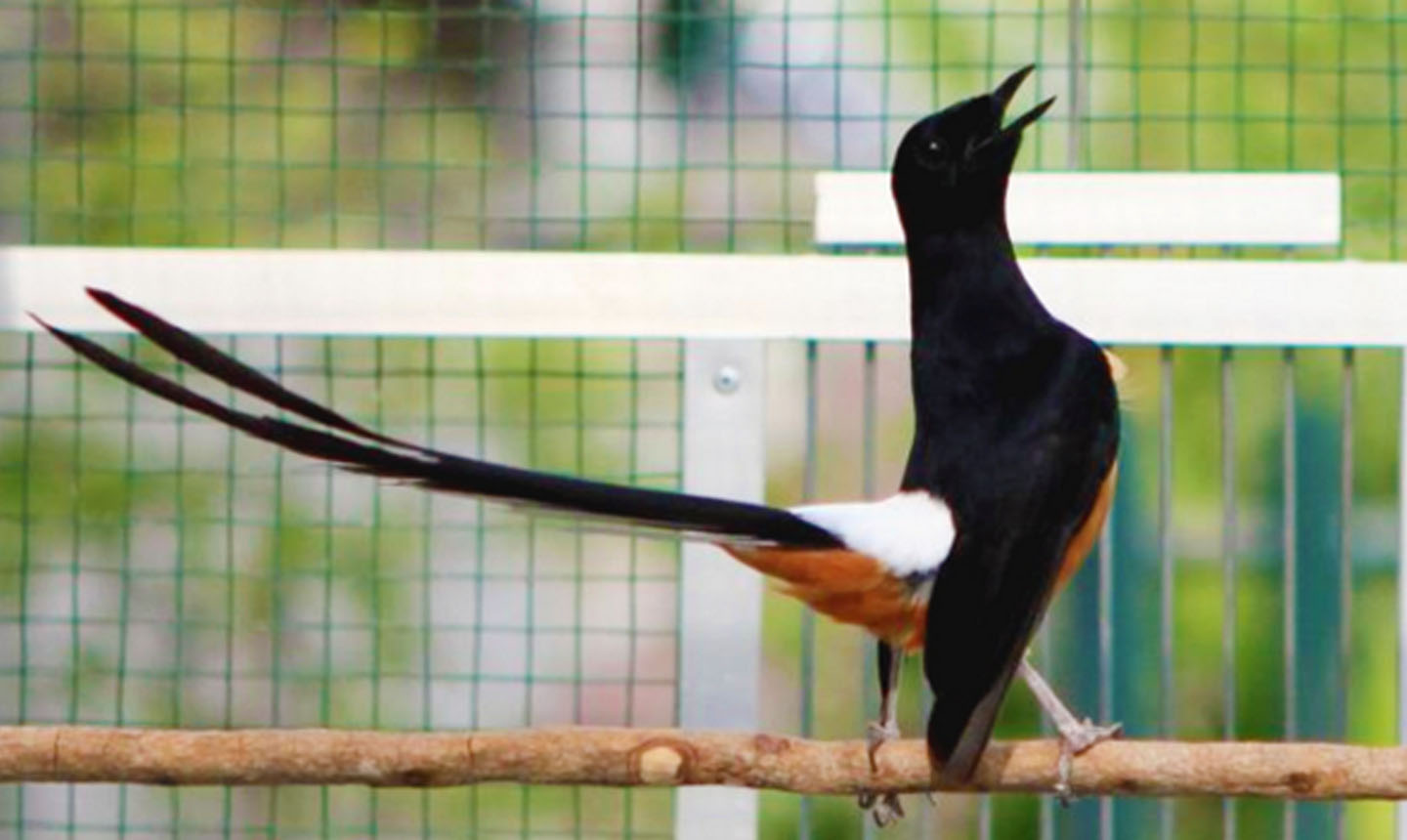Panduan Lengkap Mengenal Murai Batu Blacktail dan White Tail Panduan Lengkap Mengenal Murai Batu Blacktail dan White Tail