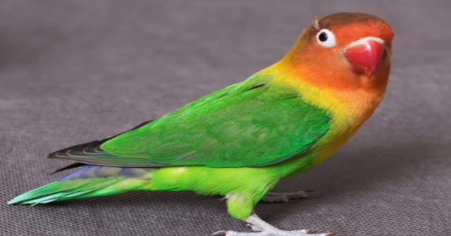 lovebird konslet mp3 lovebird konslet mp3