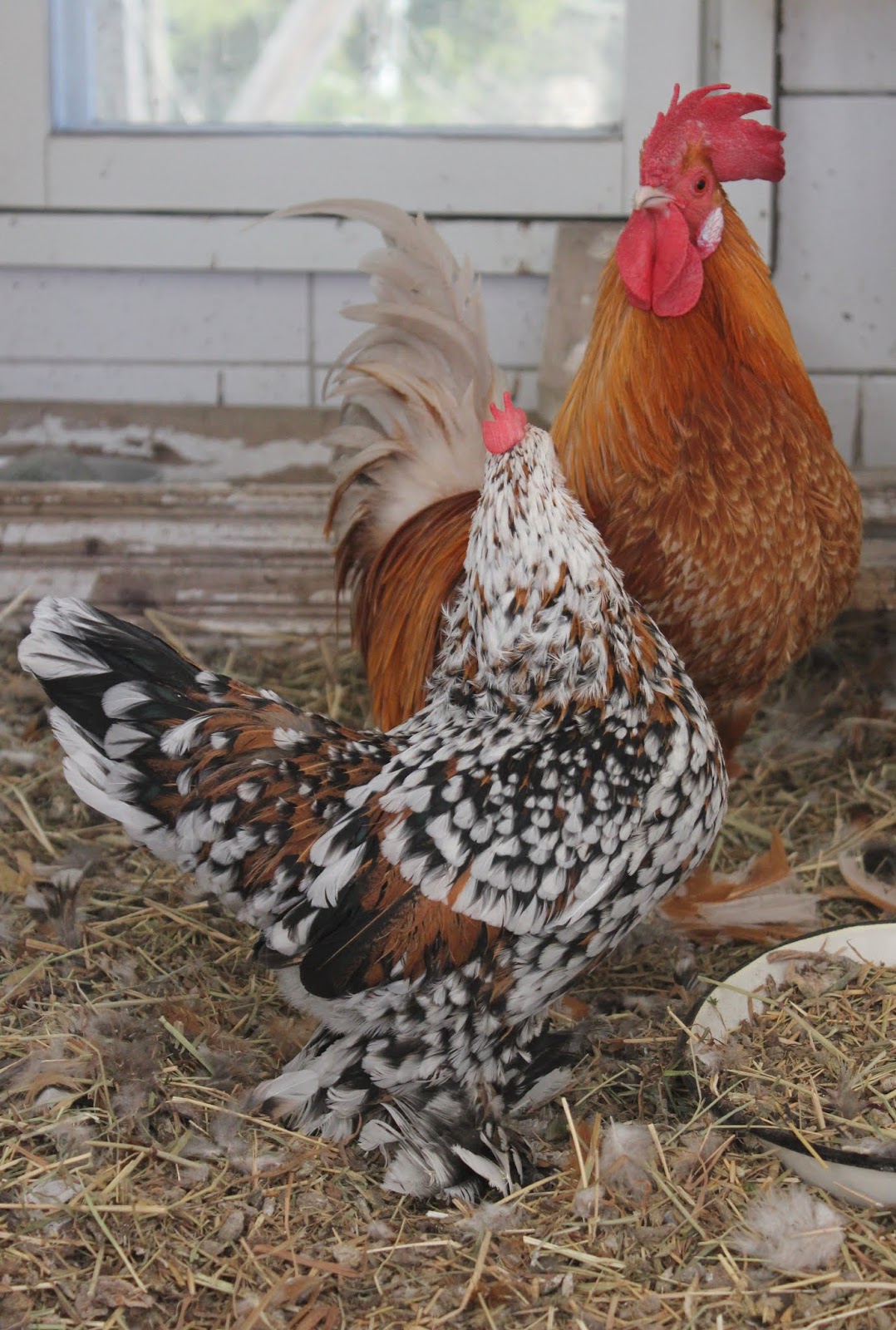 kirsikka kukki Squirt