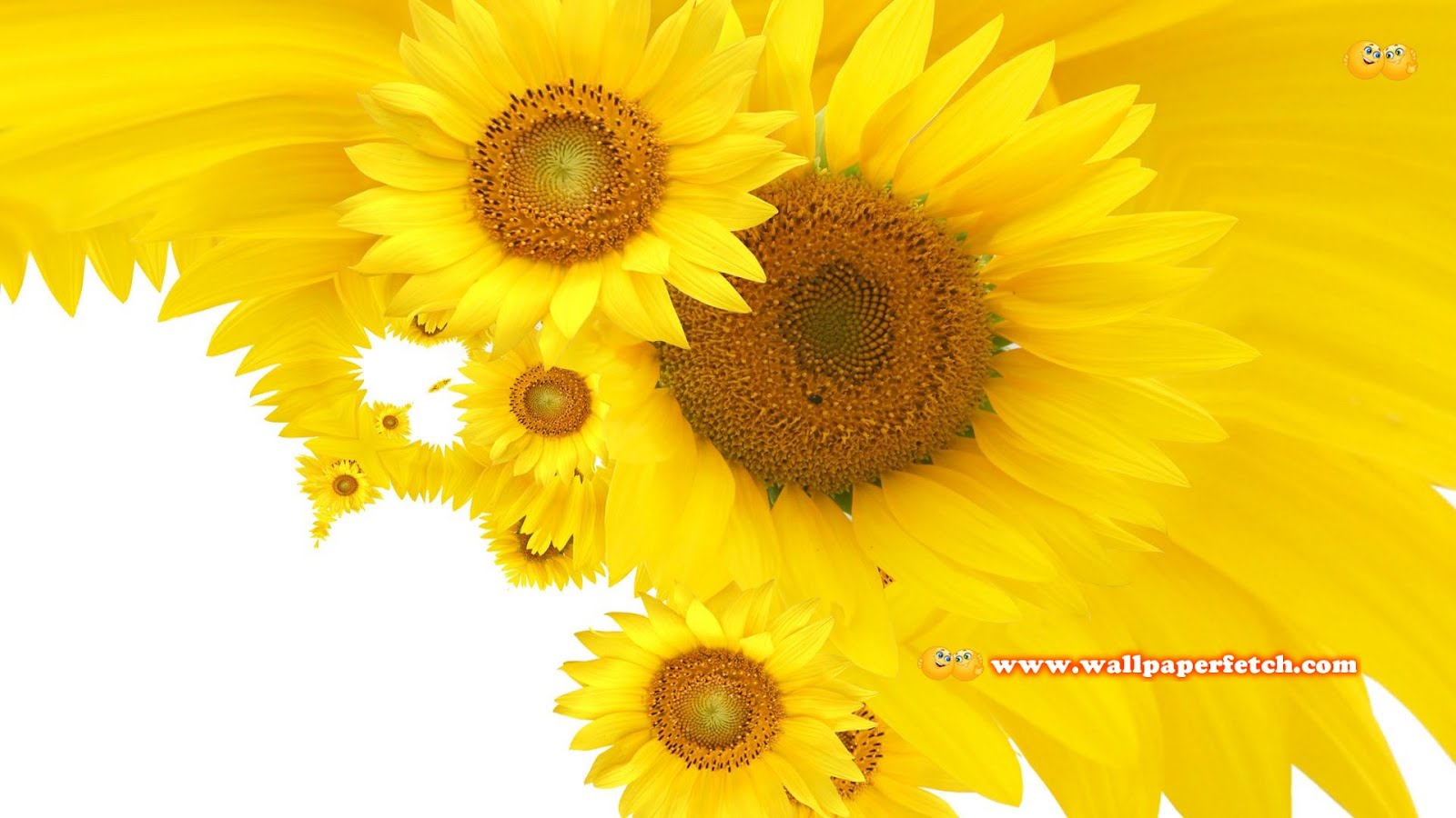 The Wallpapers UK: 40 Beautiful Sun Flower HD Wallpapers
