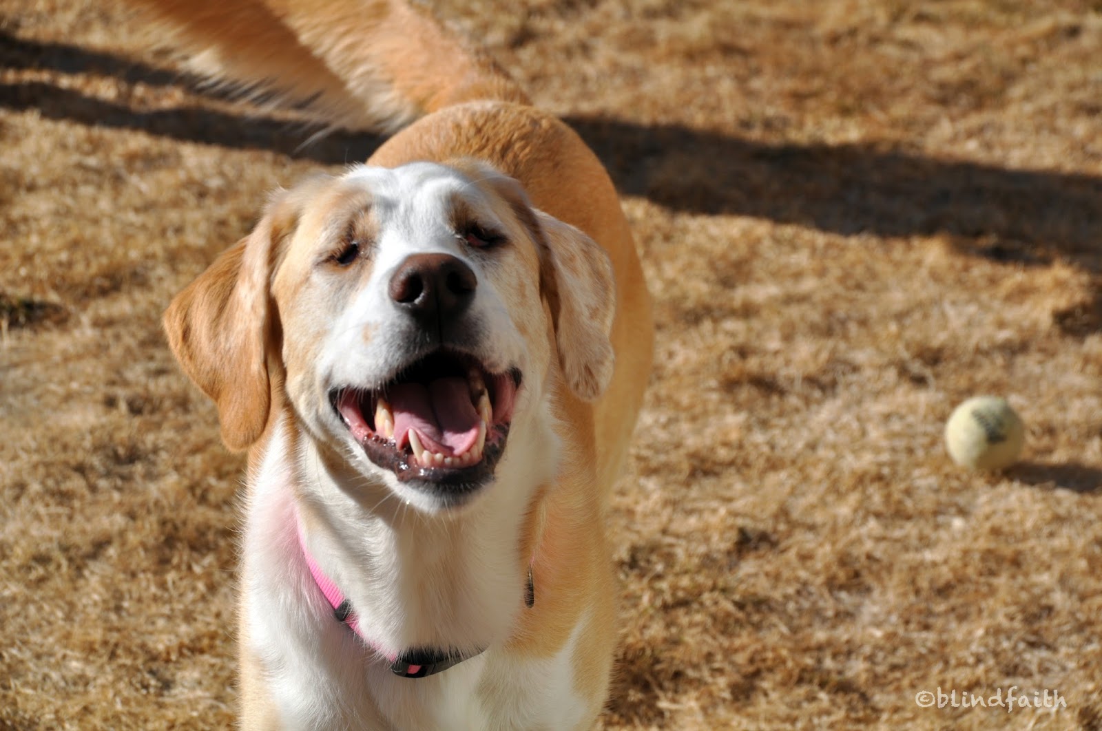 Adopting a Blind dog special needs dog adoption