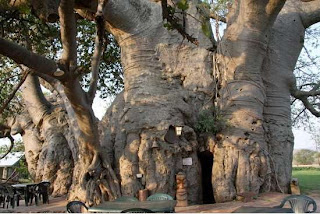 Bar Di Dalam Pohon Baobab
