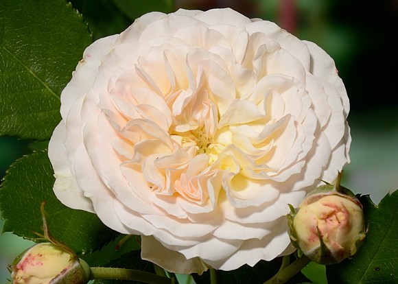 Pastella rose сорт розы фото  