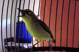 pleci gacor pleci gacor