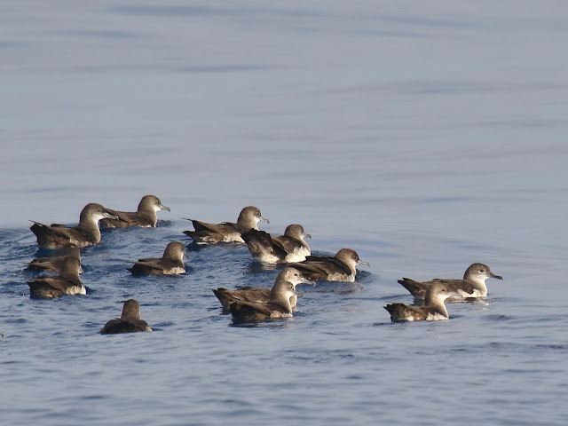 Flock of Black-vented Shearwaters Flock of Black-vented Shearwaters