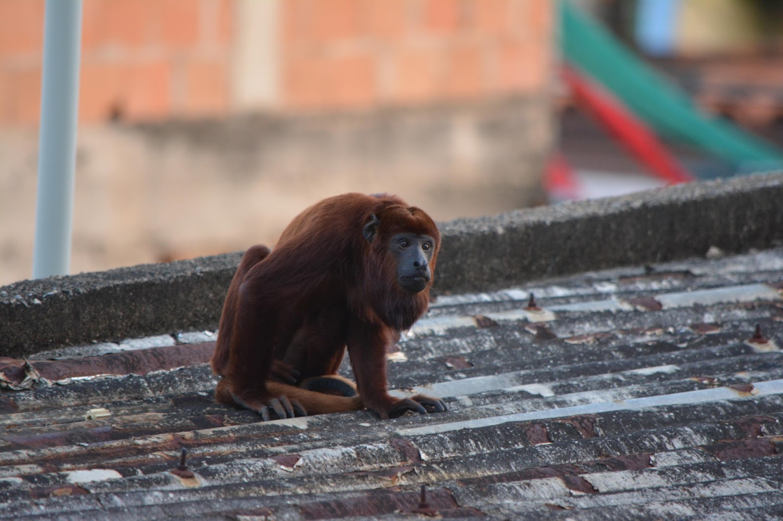 Humboldtina Venezuela Guayana Brullaffe Alouatta Macconelli